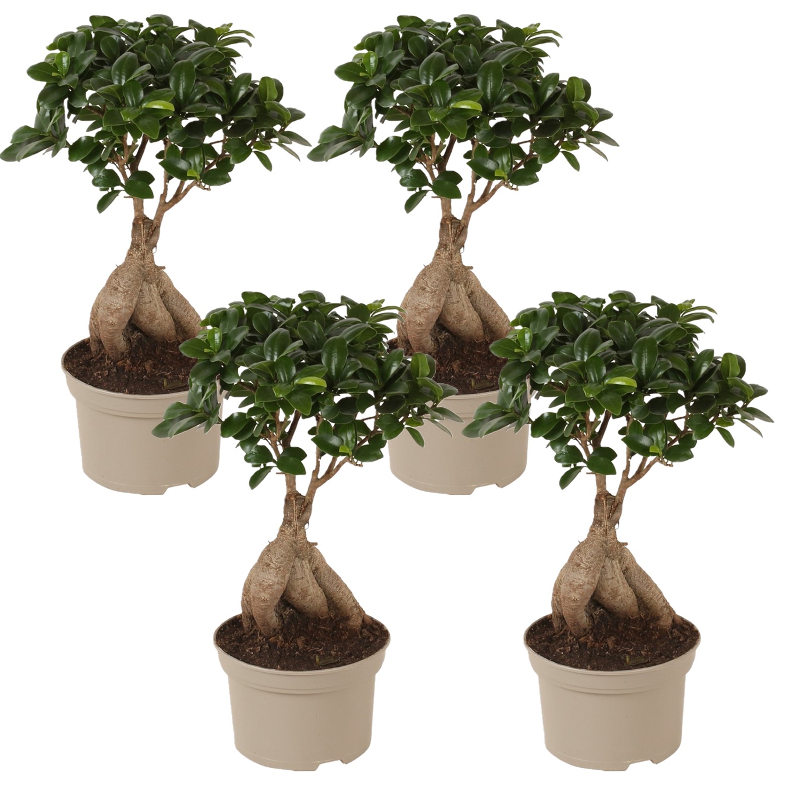 Bonsai ficus ginseng - set de 4 - pot 12cm - hauteur 30-40cm