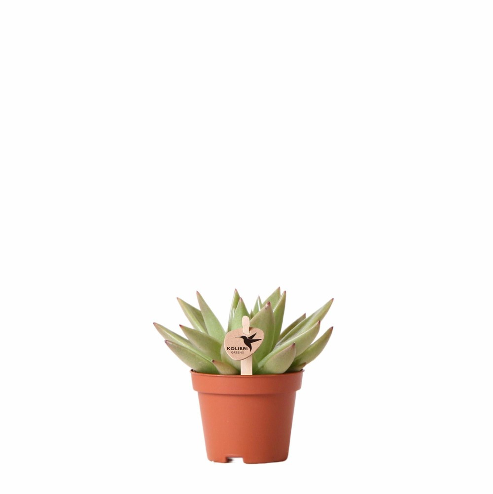 Echeveria miranda h9cm - succulente