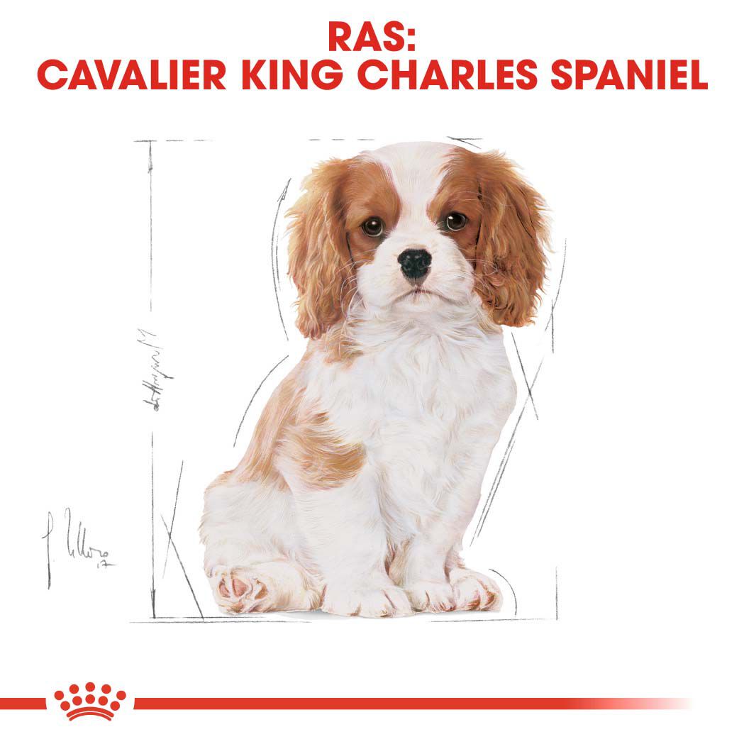 Royal Canin Cavalier King Charles Puppy - Hondenvoer - 1.5 Kilogram - gevogelte