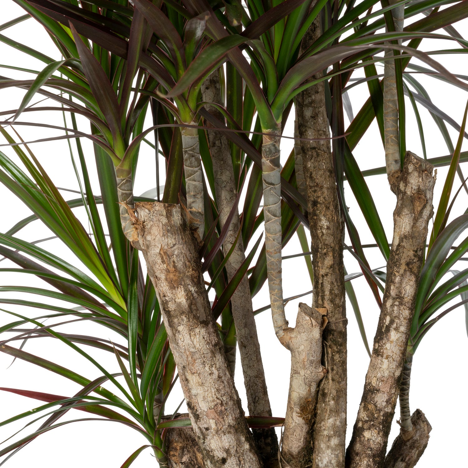 Drakenbloedboom (Dracaena marginata 'Magenta') D 27 H 120 cm