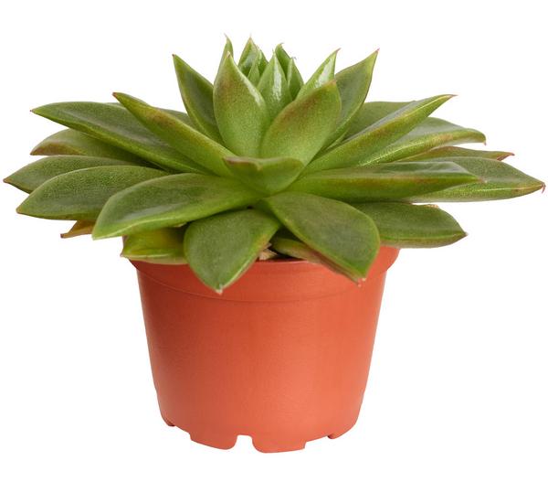 Echeverie - Echeveria Hybride, verschiedene