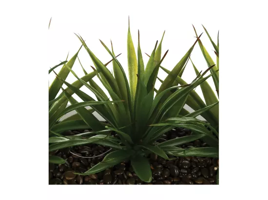 Centre de Table Aloe Vera 