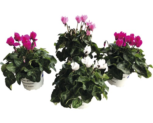 Cyclamen Patio Mix FloraSelf Cyclamen persicum Ø 10/11 cm pot