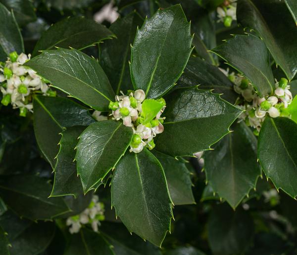 Stechpalme 'Heckenfee'