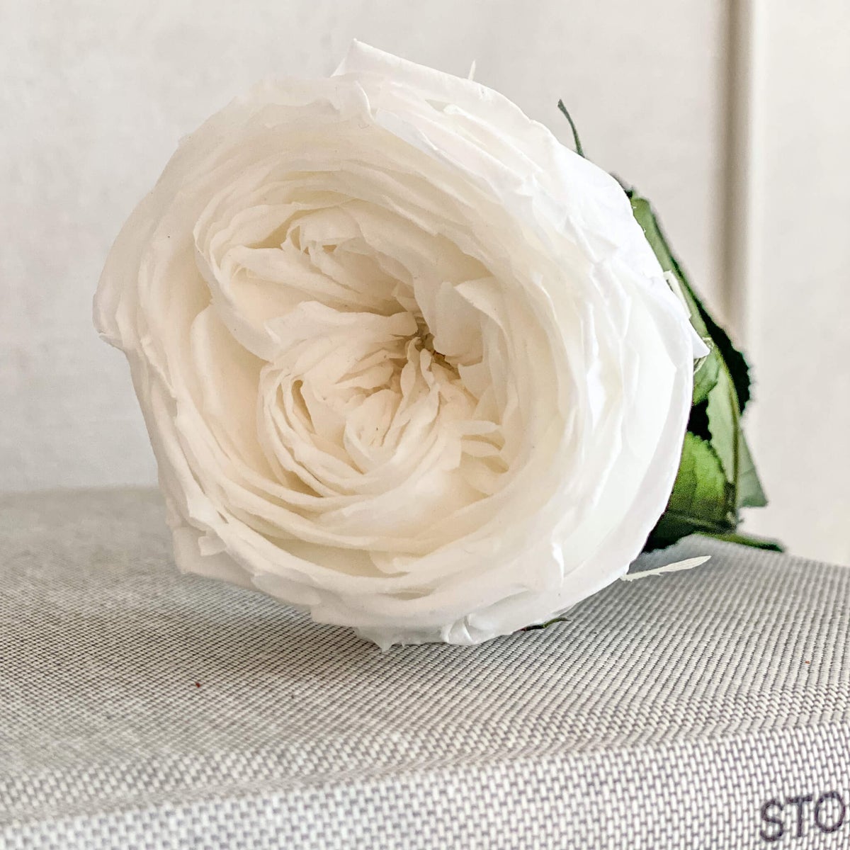 Geconserveerde/gevriesdroogde Engelse rozen: tijdloze elegantie voor de eeuwigheid
