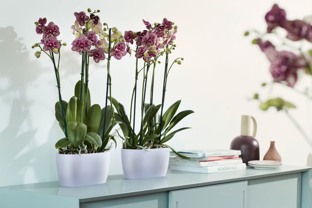 Elho bloempot Brussels orchidee transparant 24,8 x 13,4 x 12 cm