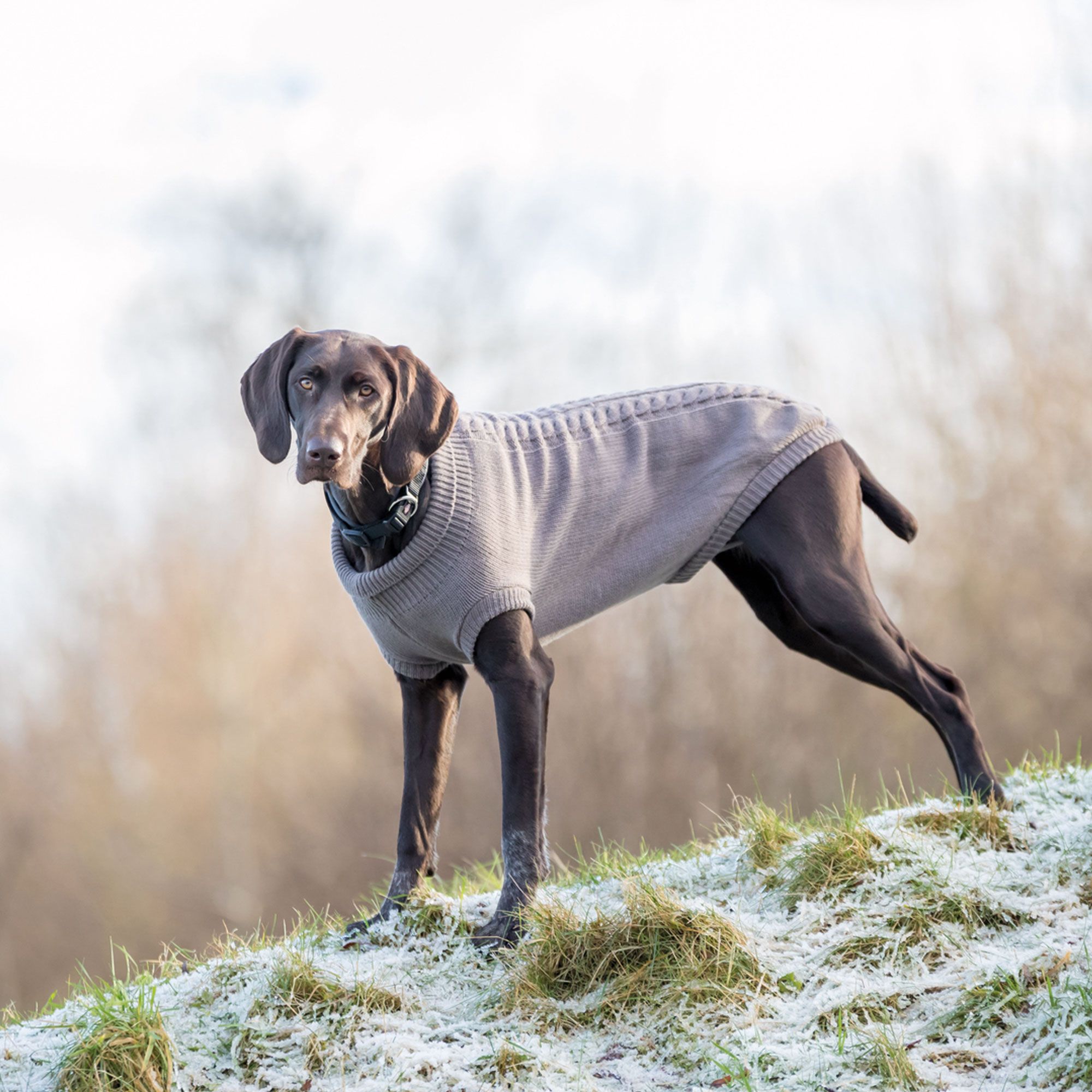 Trixie Hundepullover - Pullover Kenton