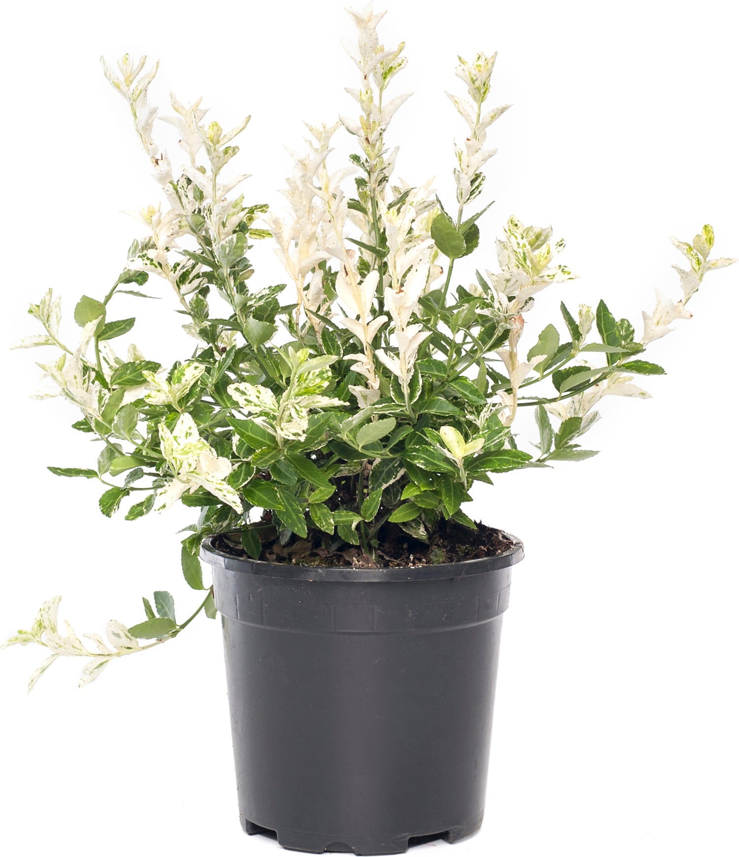 Kardinaalsmuts (Euonymus fortunei 'Harlequin') D 17 H 30 cm