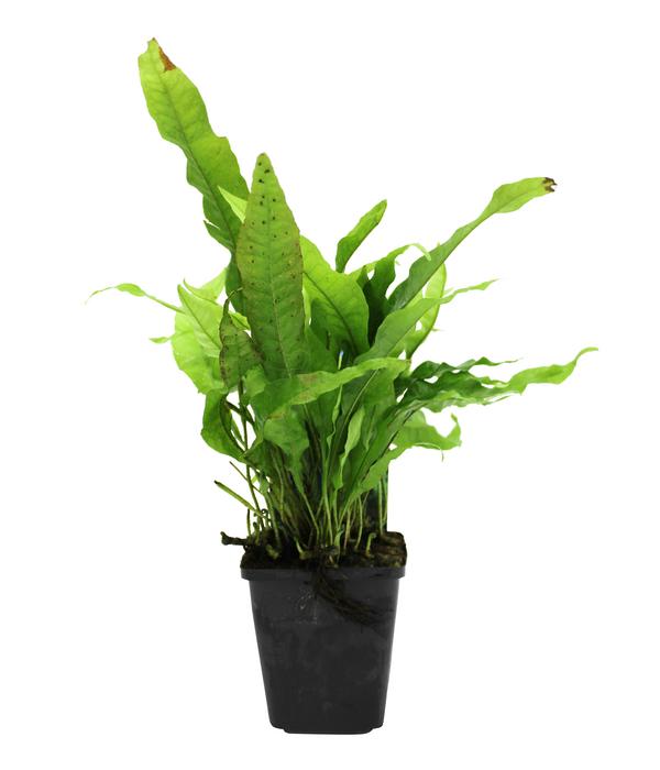 Dehner Aqua Premium Javafarn - Microsorum