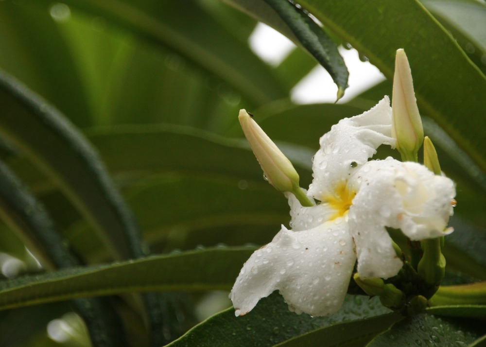 Kit cadeau - palmier de madagascar - 10 graines - pachypodium lamerei