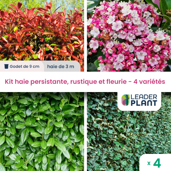 Kit haie persistante, rustique et fleurie - 4 variétés - lot de 4 plants en godet