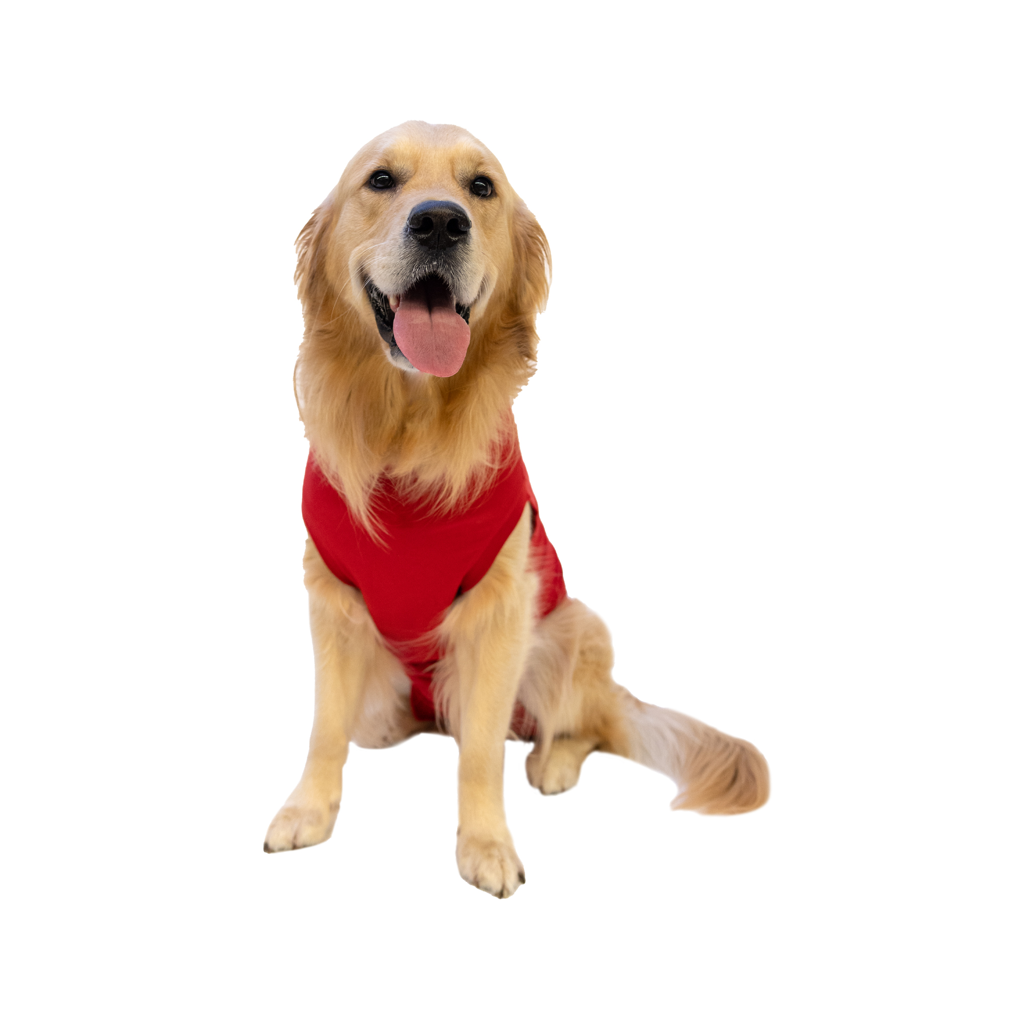 Dr. Ann's Protective Shirt Hond