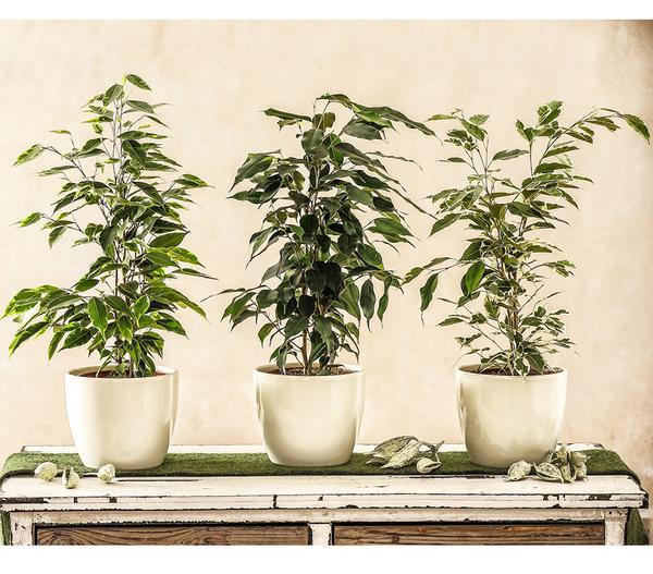 Birkenfeigen-Set - Ficus benjamini, 3-teilig