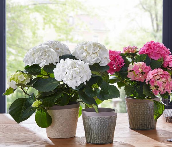 Hortensie - Hydrangea macrophylla