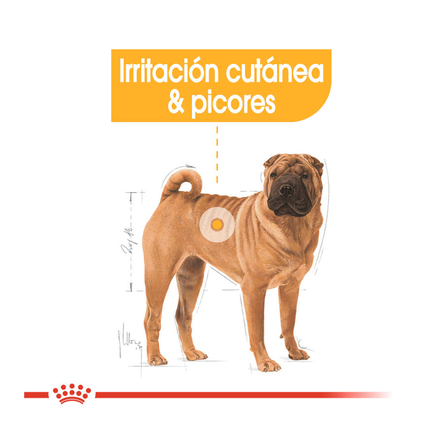 Ração Royal Canin Dermacomfort para cães de porte médio