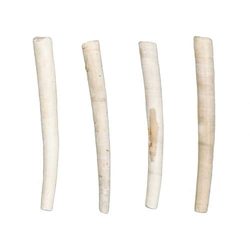 Dentalium bartonense fossile