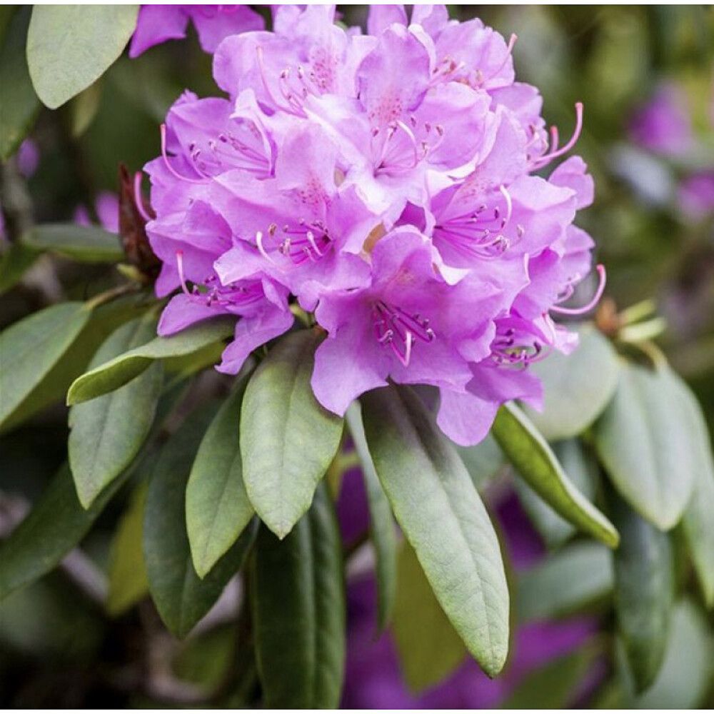 RHODODENDRON I POTTE 21CM