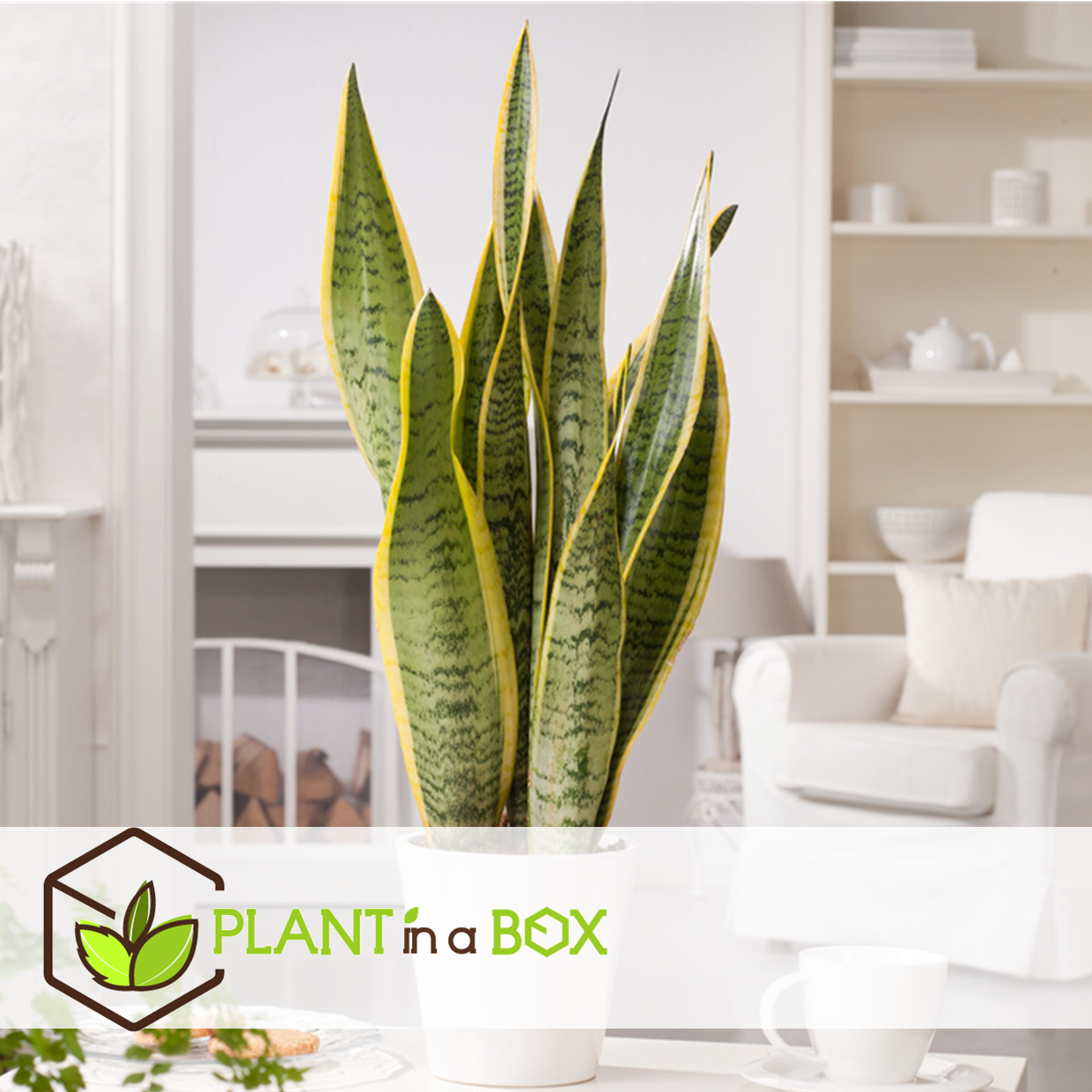 Sansevieria laurentii - set de 2 - langue femelle - pot 12cm - hauteur 30-40cm