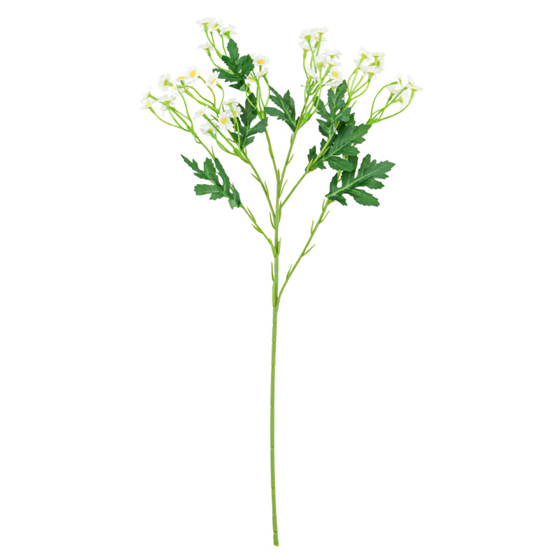 Branche de petites marguerites blanches