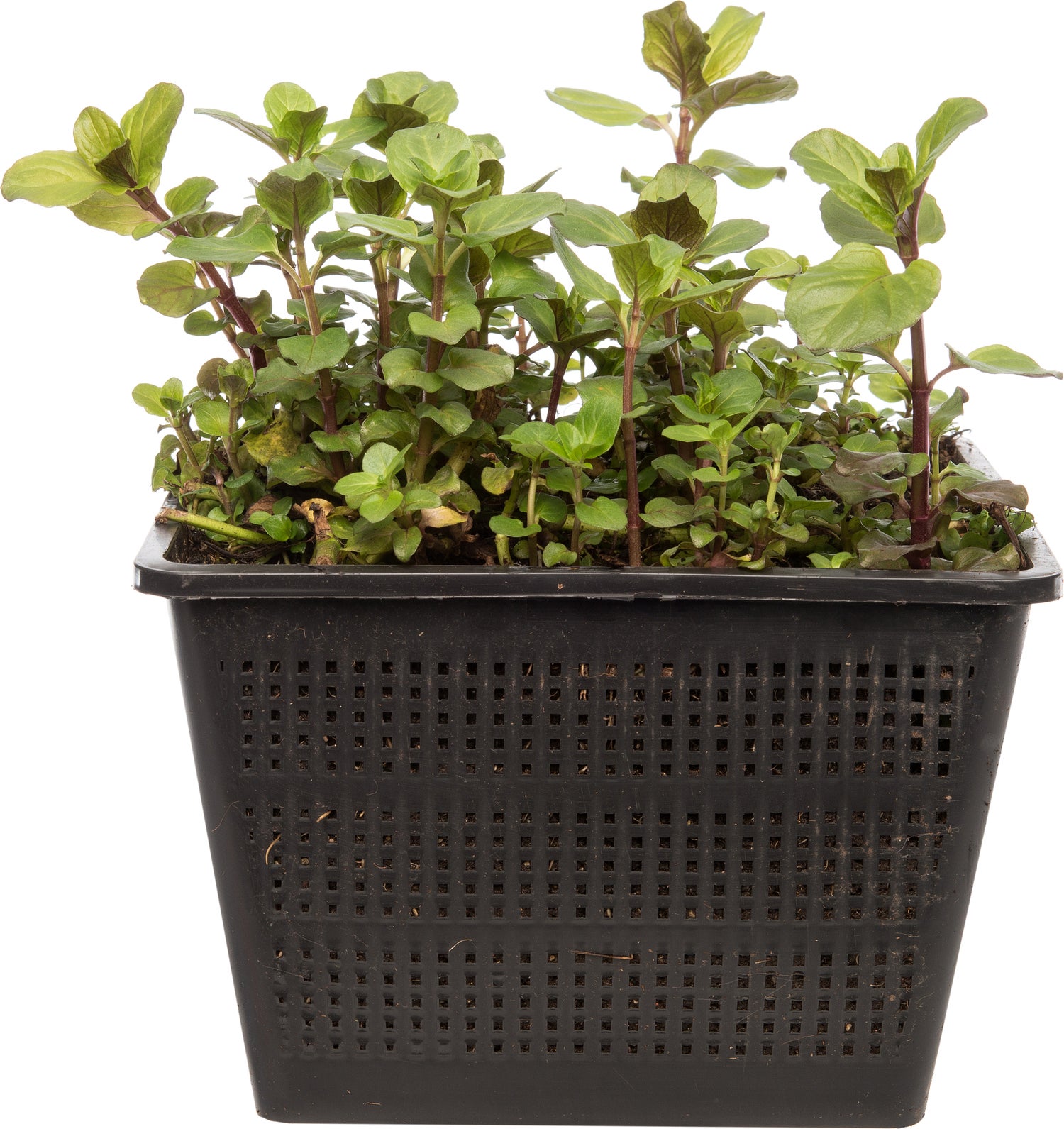 Watermunt (Mentha aquatica) D 18 H 30 cm