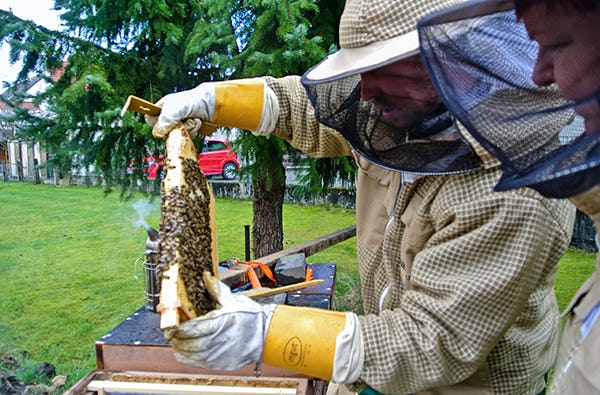 Bienenvolk hautnah Wunstorf