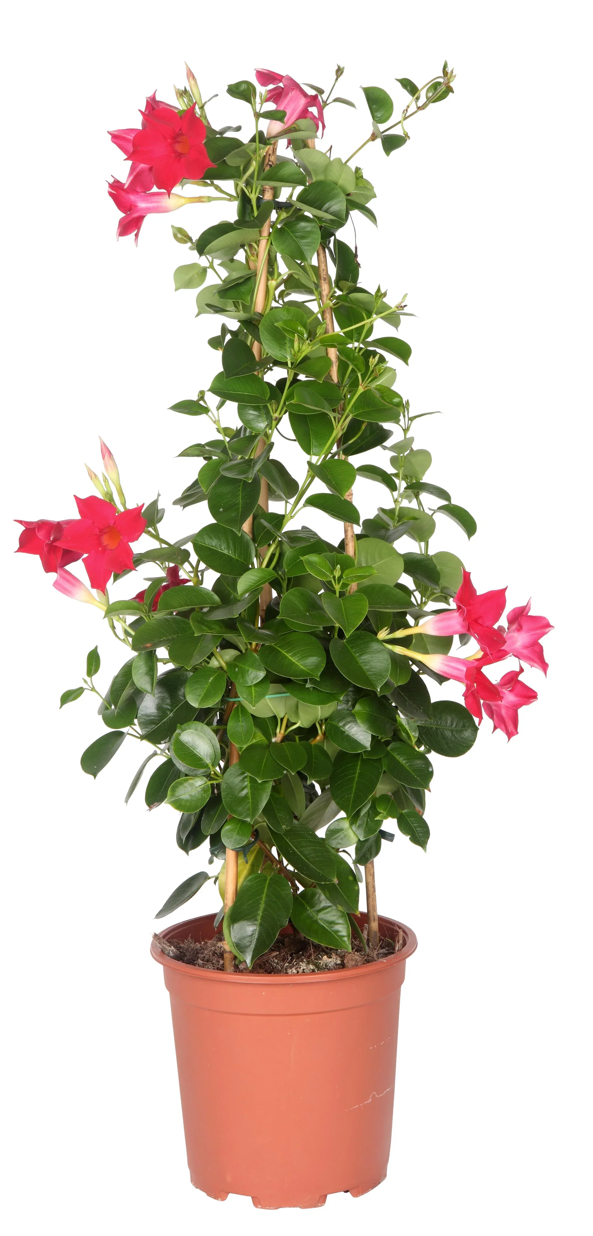 Mandevilla sanderi Ynde Ø17 cm