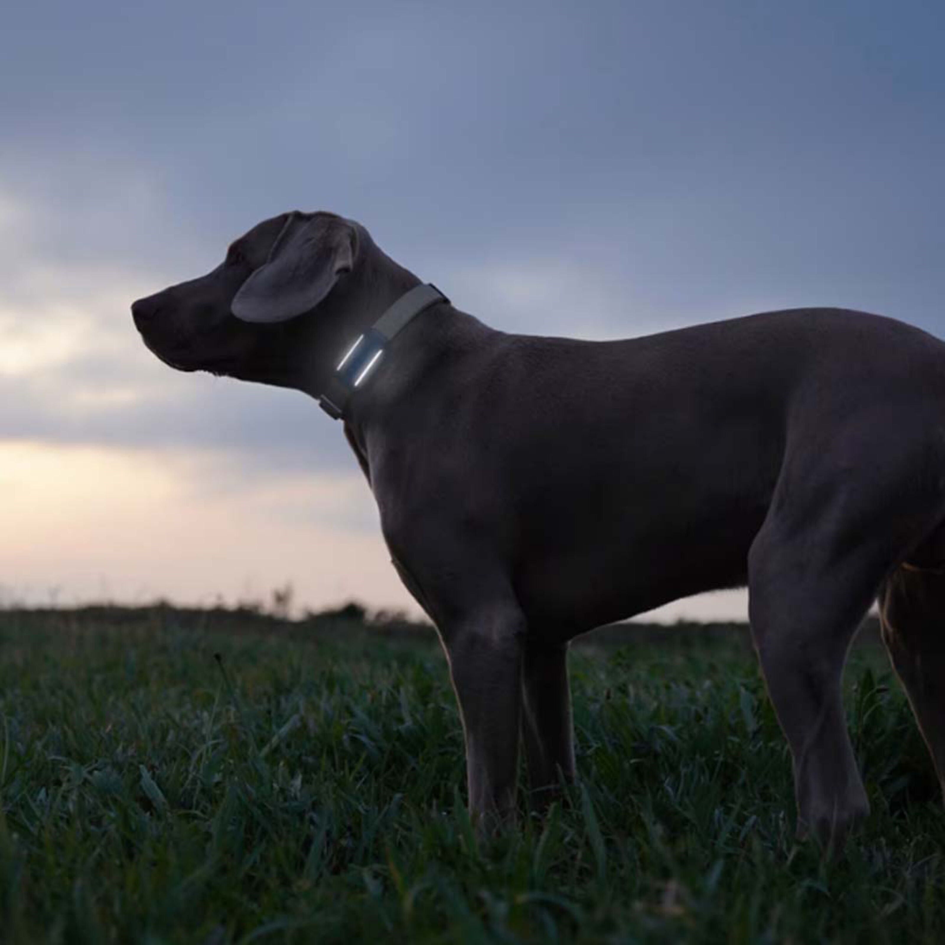 Tractive DOG 6 – GPS-hundehalsbånd og helseovervåking