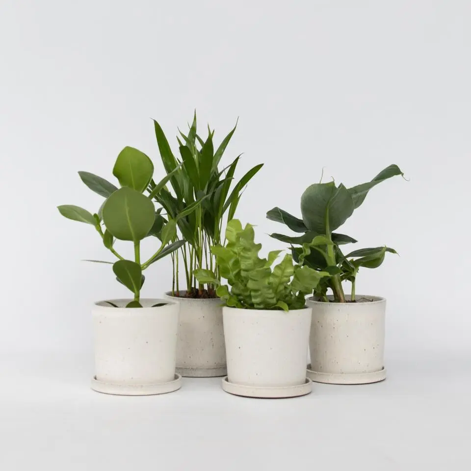 Kamerplanten - Set van 4 - Areca Asplenium Clusia Musa - Hoogte 25-40cm - ⌀12cm