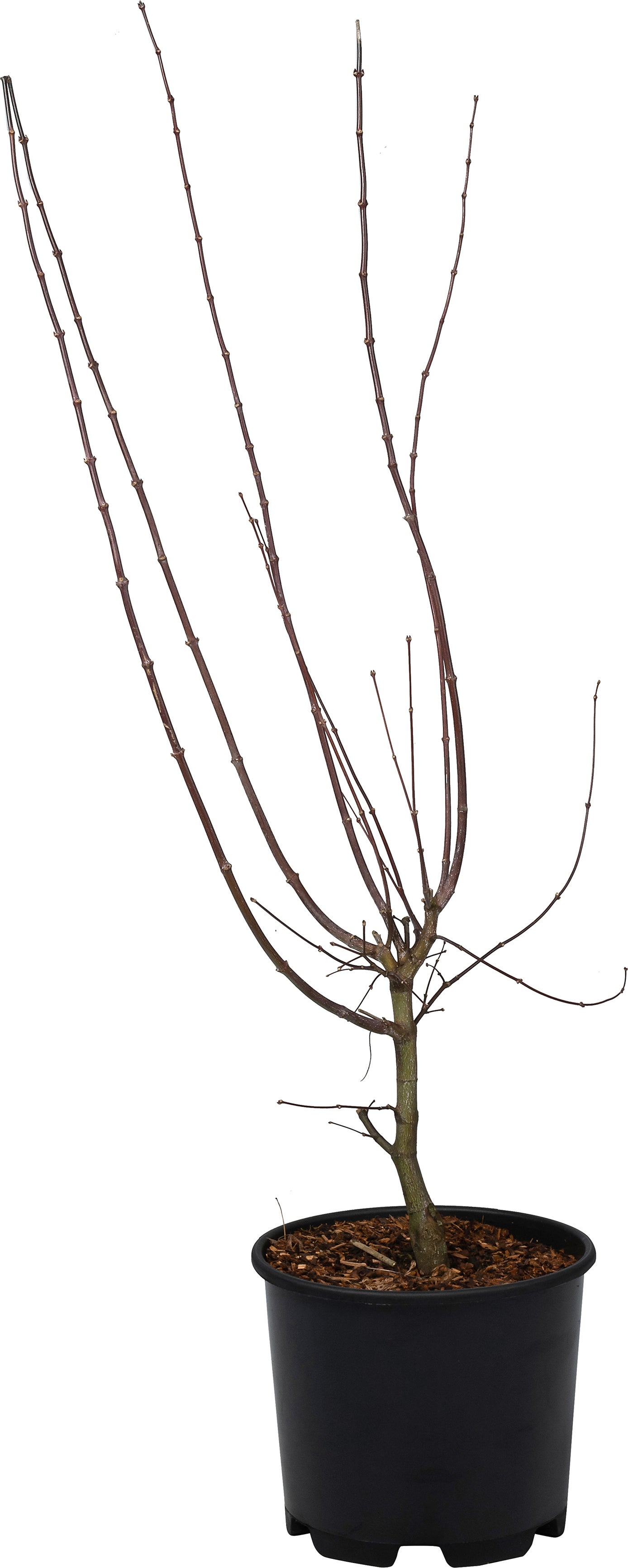Japanse Esdoorn (Acer palmatum 'Osakazuki') D 32 H 100 cm