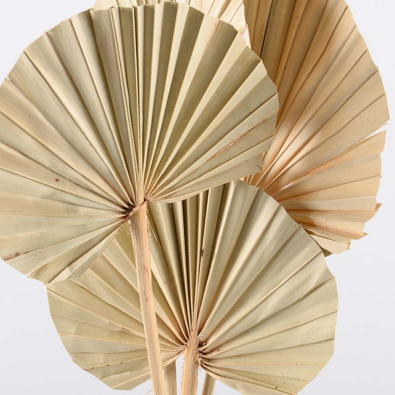 4 tiges 'Palm Spear'