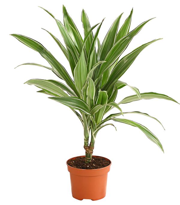 Drachenbaum - Dracaena deremensis,