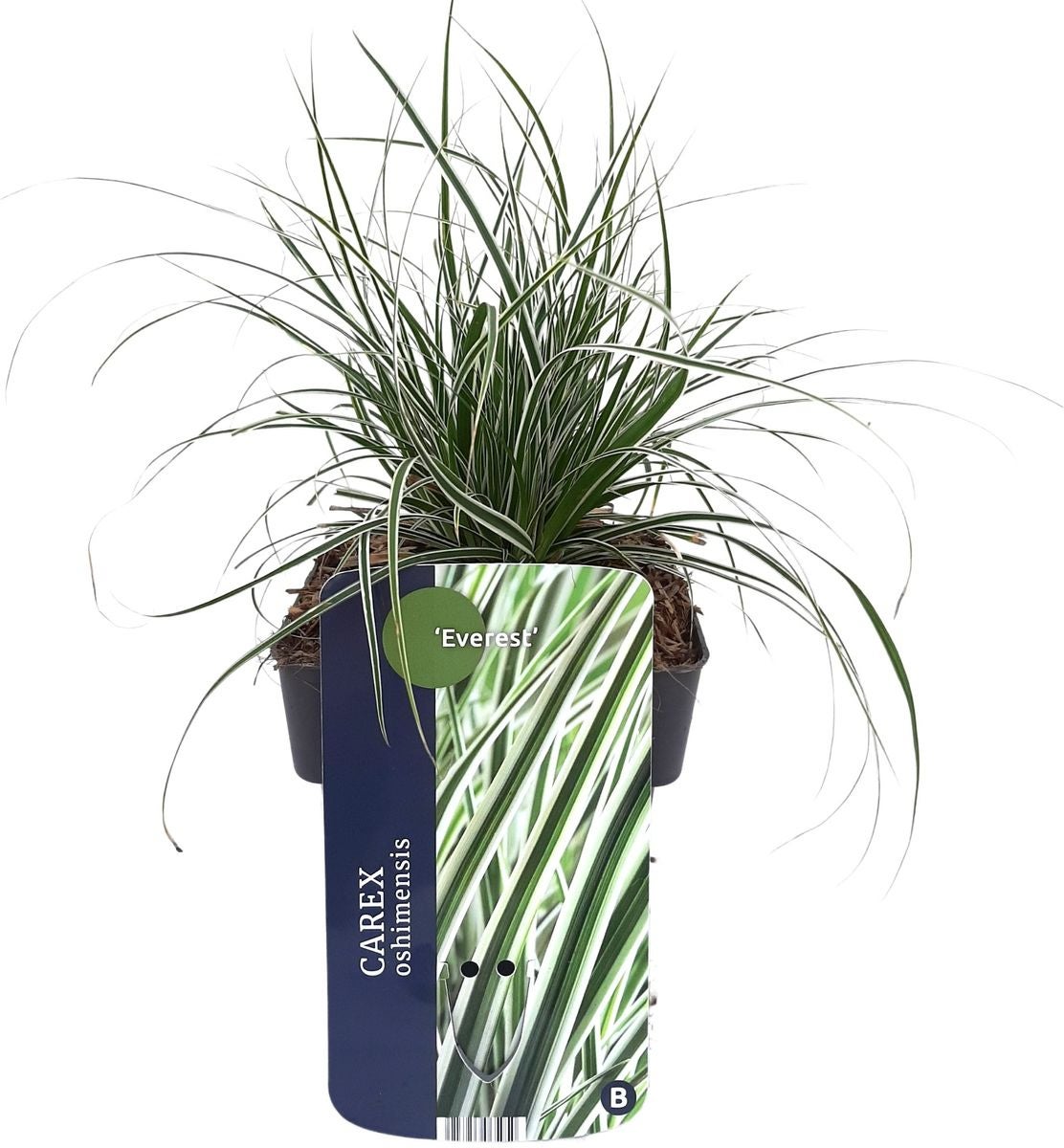 Zegge (Carex oshimensis 'Everest') D 17 H 30 cm