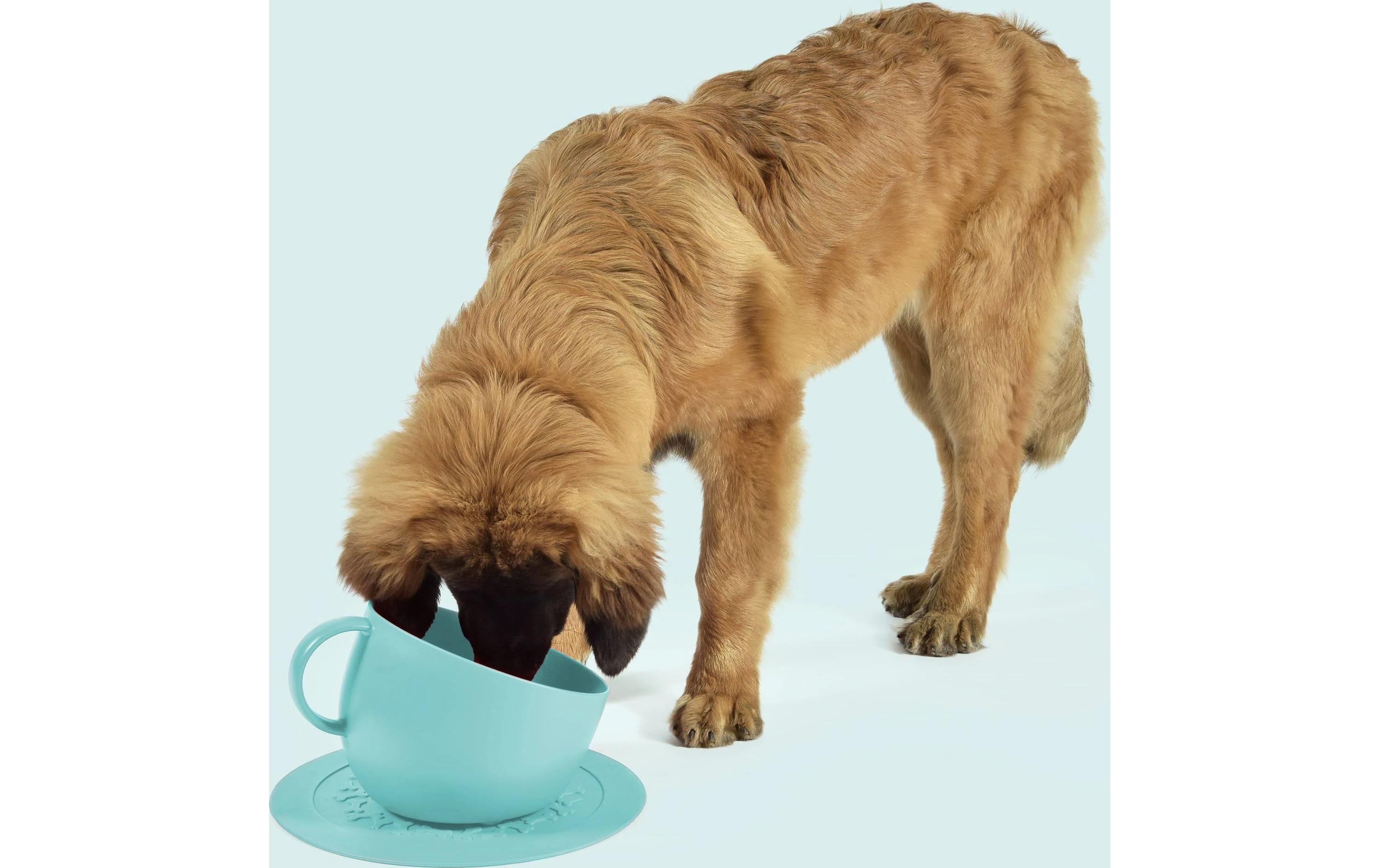 Hundenapf Cup Aquamarine, 2.5 lBlauer Napf für Hunde
