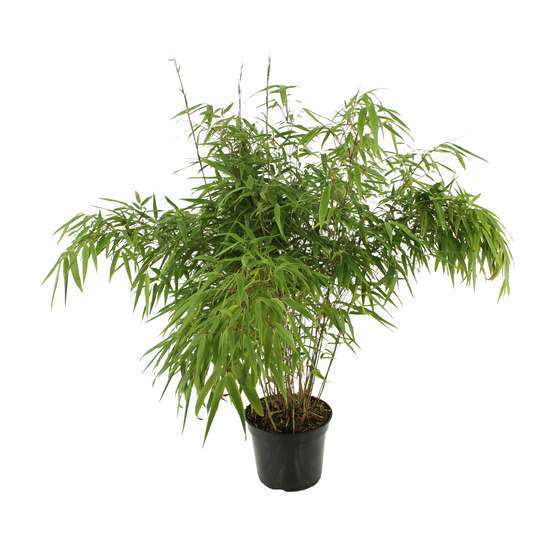 Bambou non-traçant fargesia rufa: pot de 5 litres