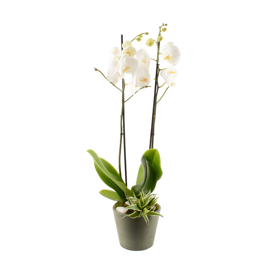 Compo Orchidée et 2 plantes H75cm, Pot D17cm