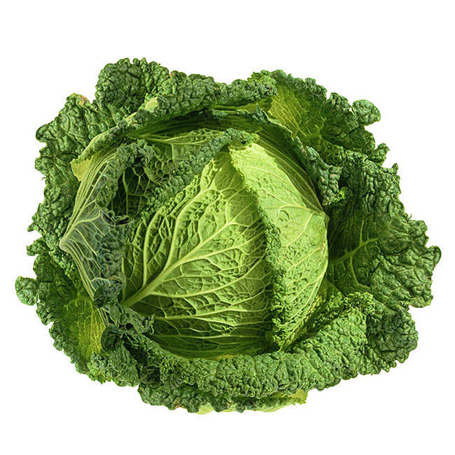 Chou vert frisé de France bio