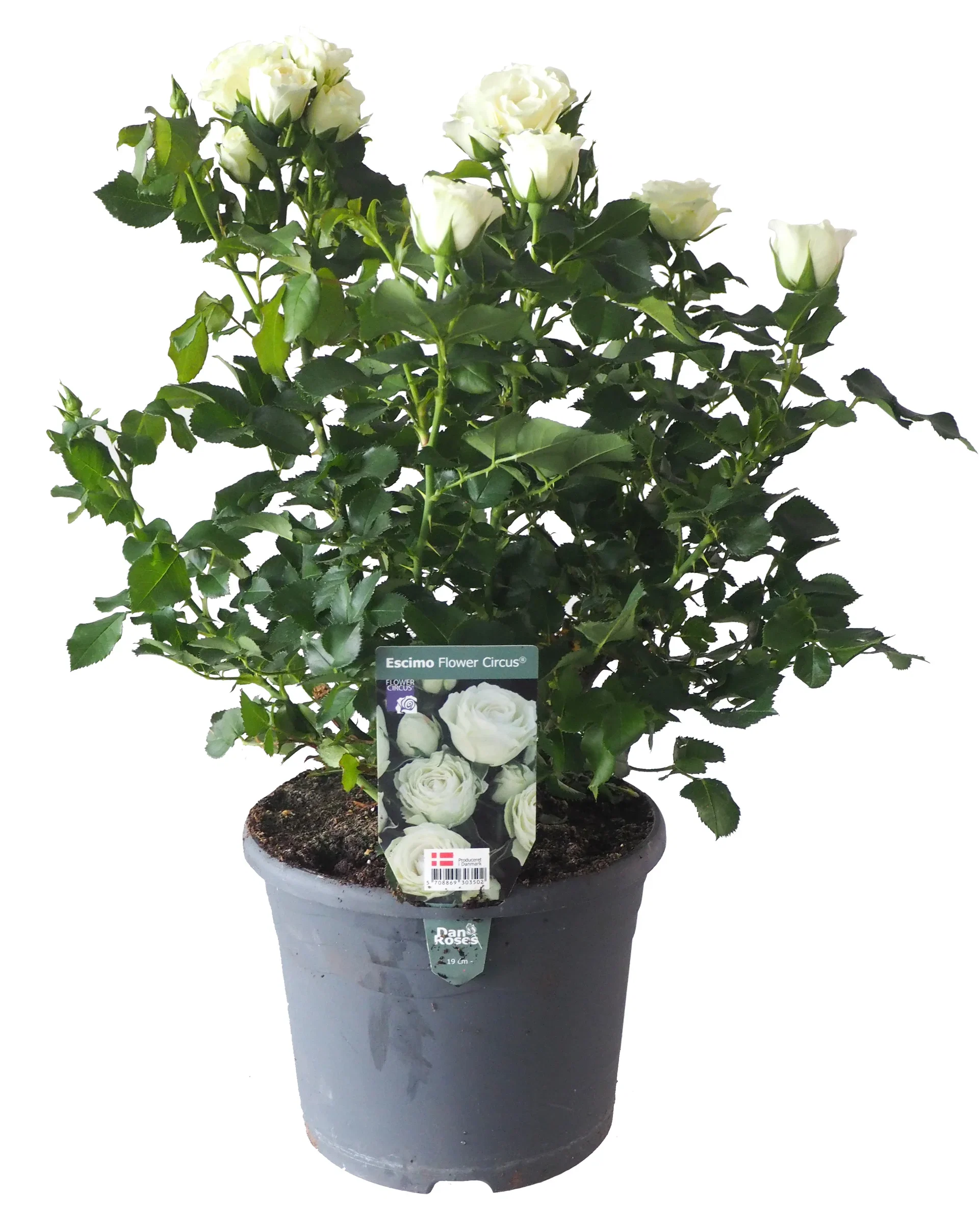 Rose Terrace  White 4L Terrasserose hvit Ø21 cm