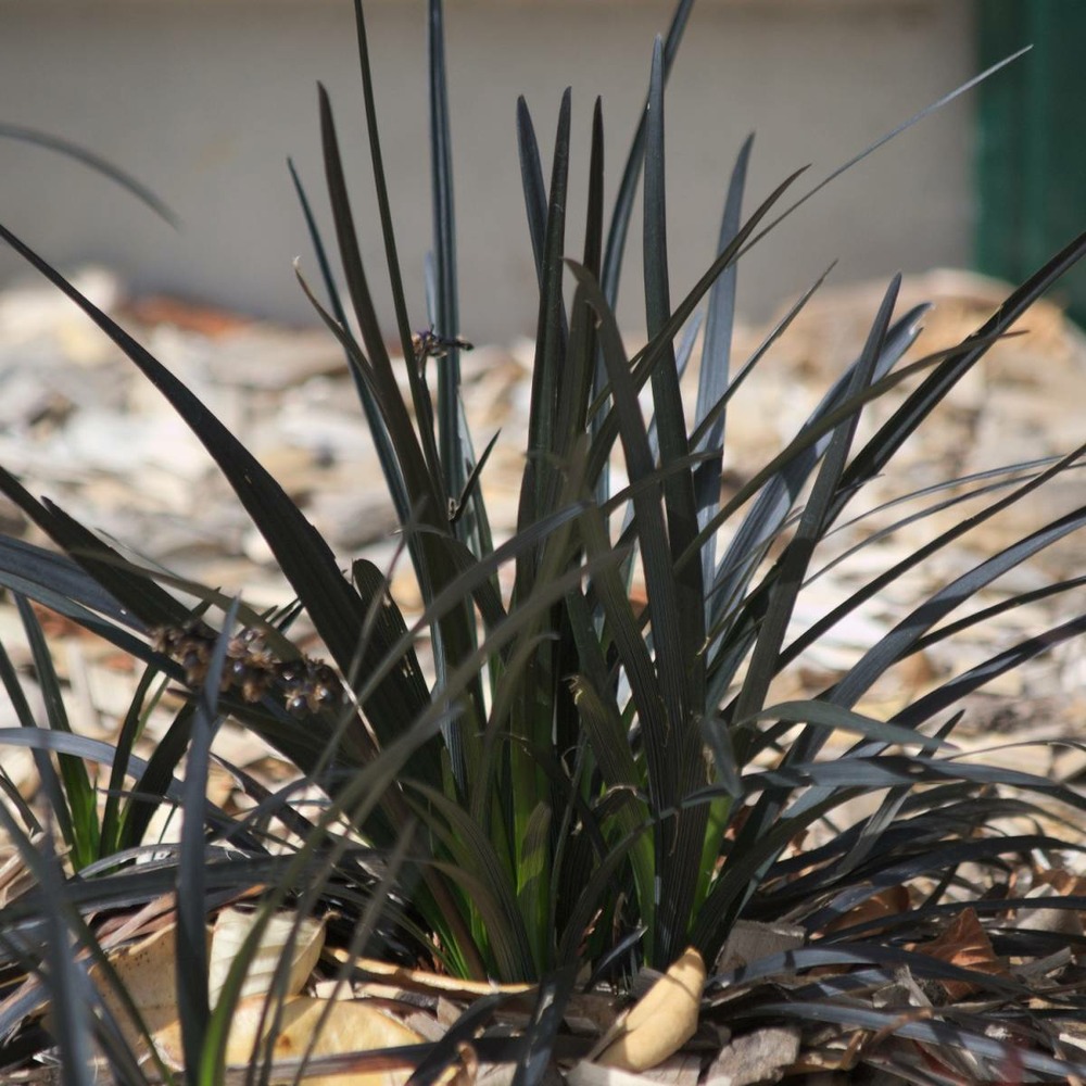 Barbe de serpent planiscapus nigrescens/ophiopogon planiscapus 'nigrescens'[-]pot de 3l - 10/40 cm