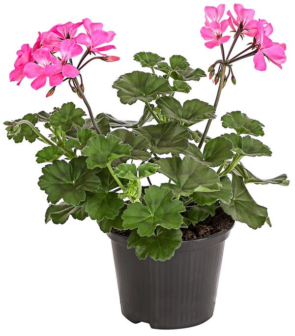 Bodendecker-Geranie 'Caliente Dark',