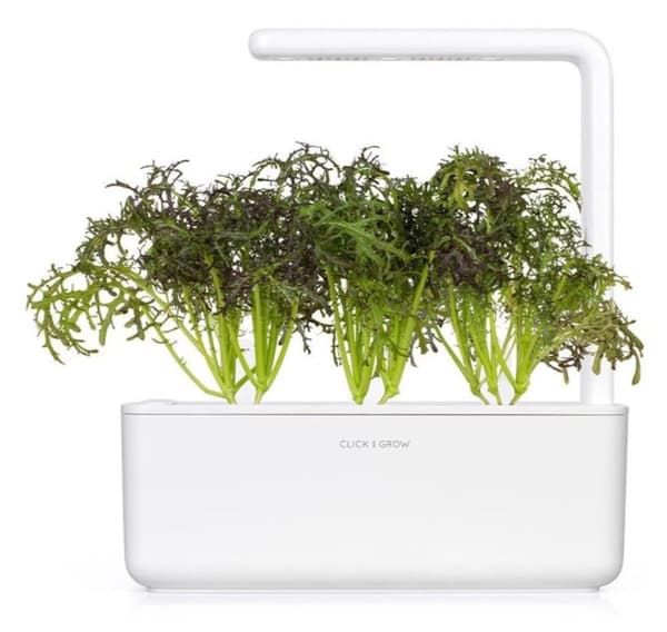 Click & Grow Smart Garden refill Red Frill Mustard 3stk
