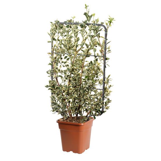 Euonymus japonicus ' Bravo ' : palette ctr 18L