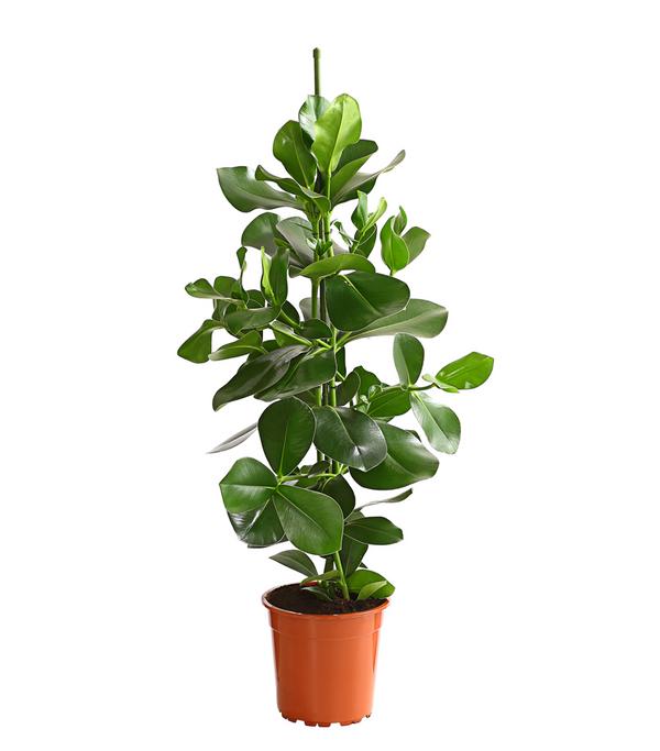 Rosafarbener Balsamapfel - Clusia major
