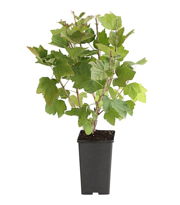 Johannisbeere 'Rovada'