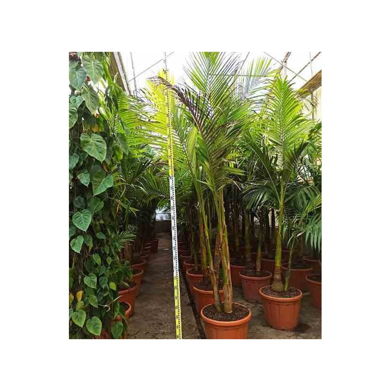 Archontophoenix alexandrae (palmier royal) specimen rose - taille pot de 80l groupe - 200/250cm