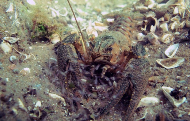 Tauchschnupperkurs in Plau am See als Geschenkidee