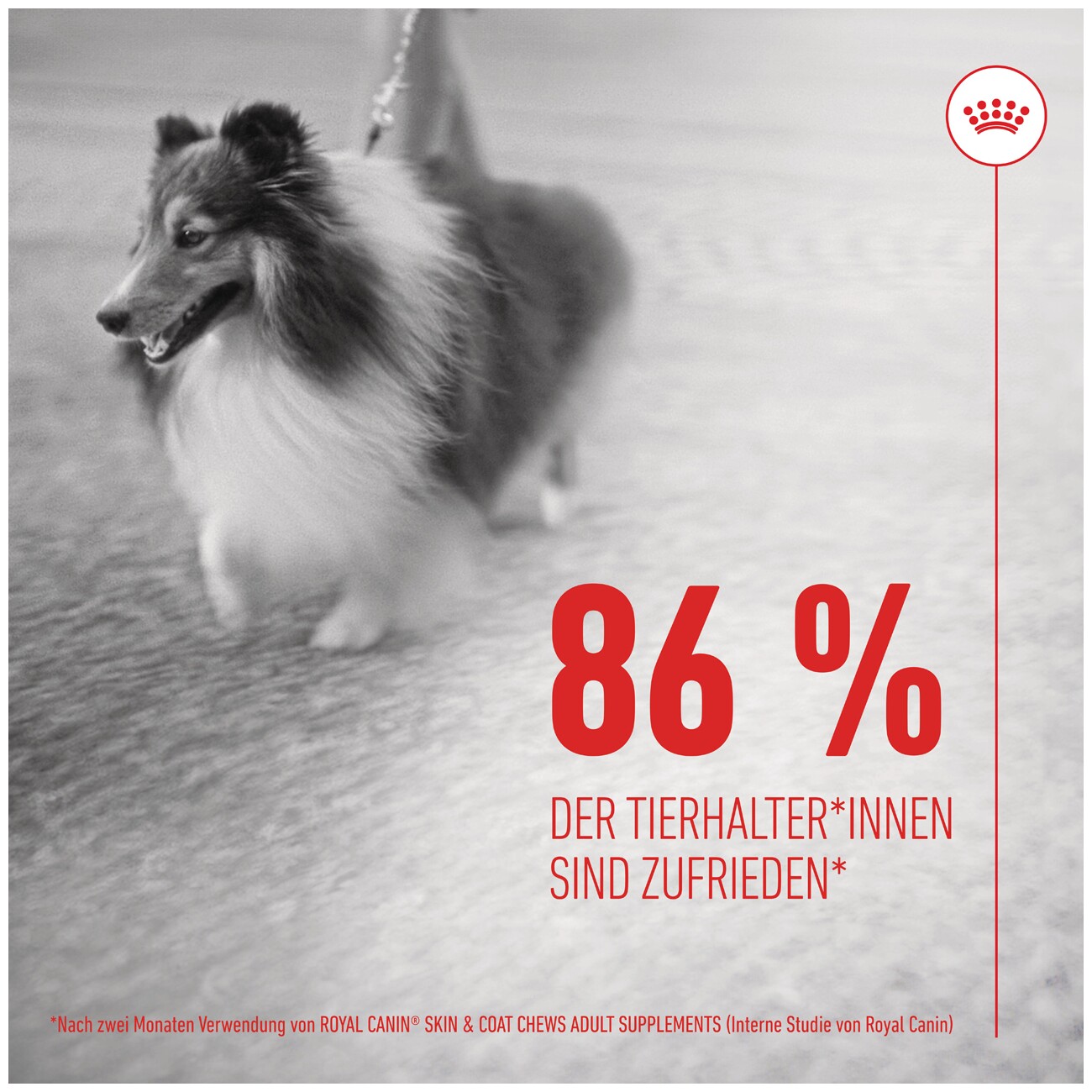 ROYAL CANIN Skin & Coat Adult Supplements Kausnacks 240 g