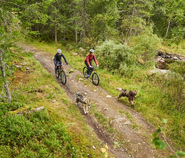 Non-stop dogwear Bikeantenne für Hundeleinen,