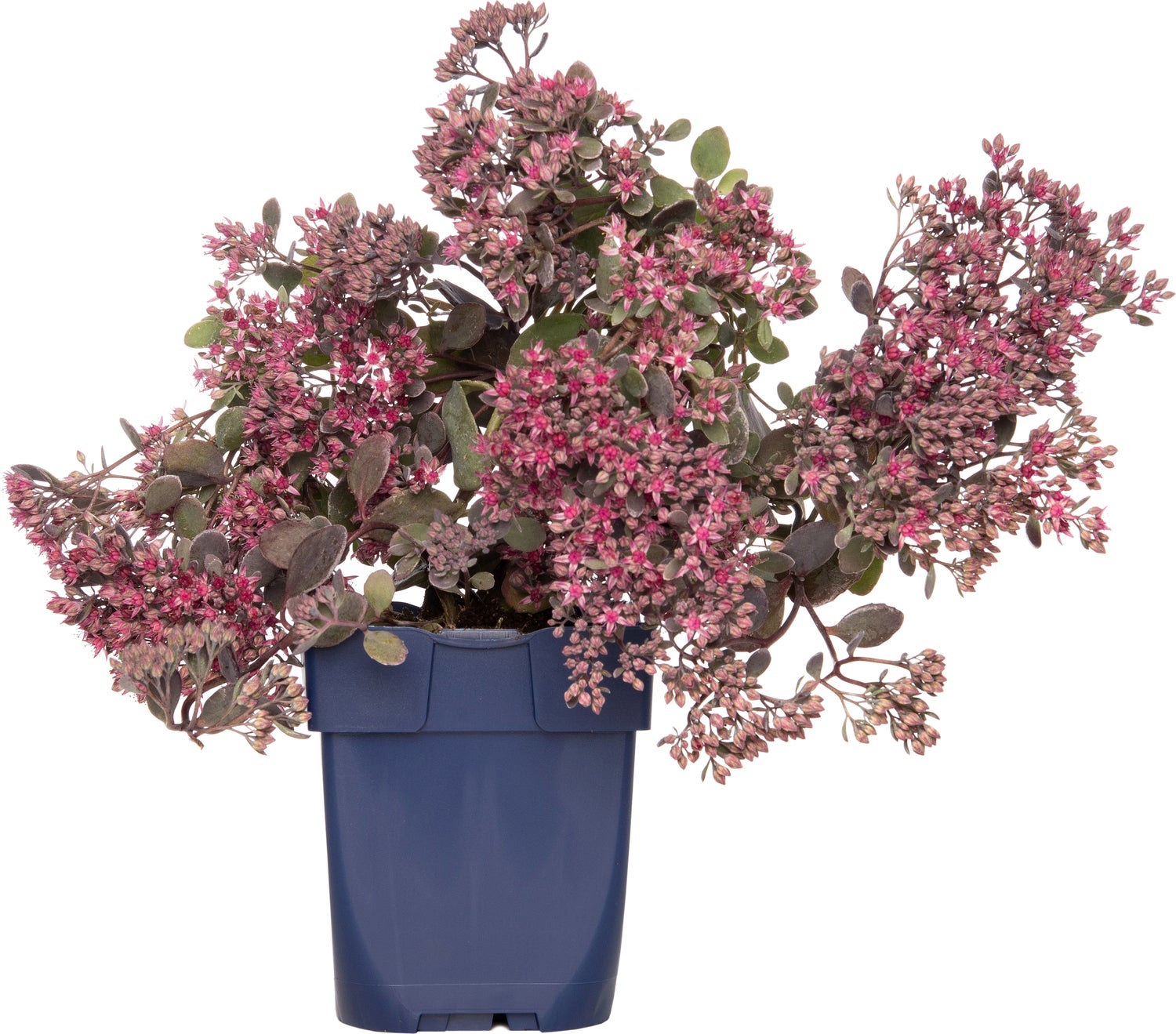 Vetkruid (Sedum 'Red Sparkle') D 11 H 10 cm