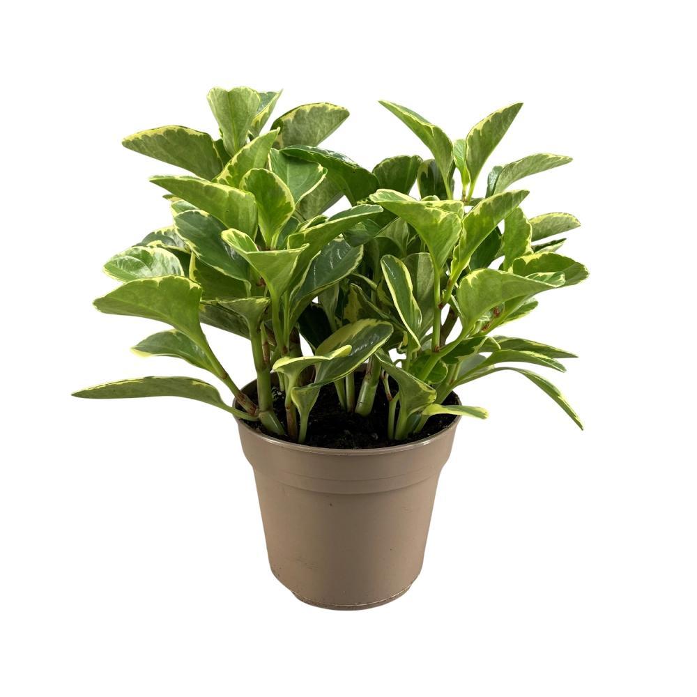 Plante d'intérieur - peperomia 'obtusifolia' variegata 30.0cm