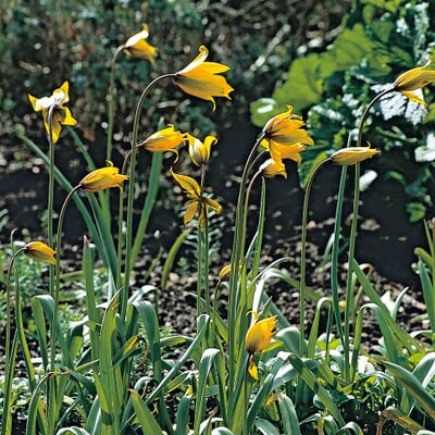 Blumenzwiebeln Tulpe 'Weinbergstulpe'
